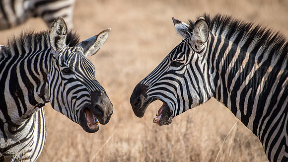 Plains Zebra -3