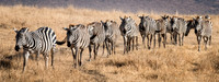 Plains Zebra Herd -1