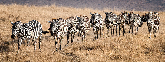 Plains Zebra Herd -1