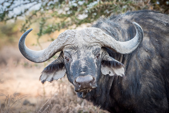 Buffalo Portrait -2