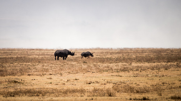 Black Rhino in the Heat Haze