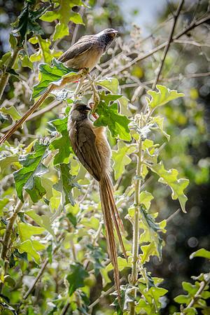Speckled Mousebirds