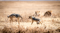 Jackals