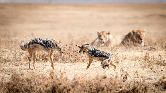 Jackals