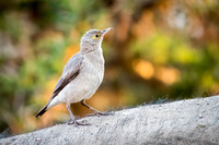 Wattled Starling (m)