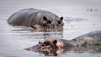Hippo in Pool with Young