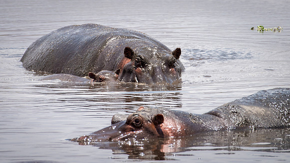 Hippo in Pool with Young