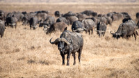 Buffalo Herd