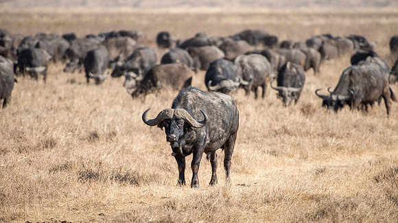 Buffalo Herd