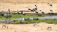 Grey Crowned Cranes -1