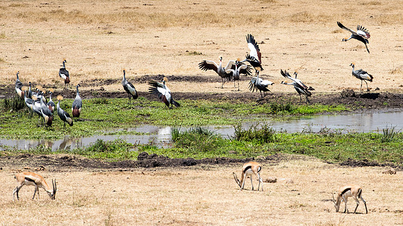 Grey Crowned Cranes -1
