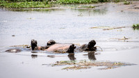 Hippo on Back Spinning Round -2