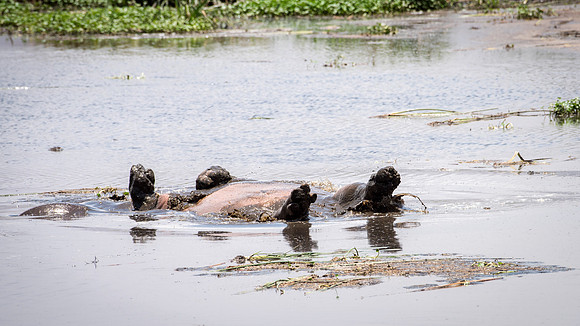Hippo on Back Spinning Round -2