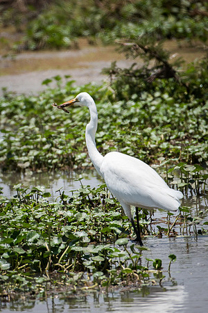 Cattle Egret with Frog