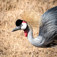 Grey Crowned Crane