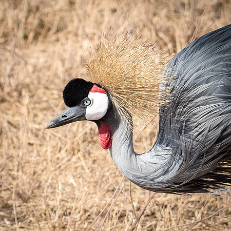 Grey Crowned Crane