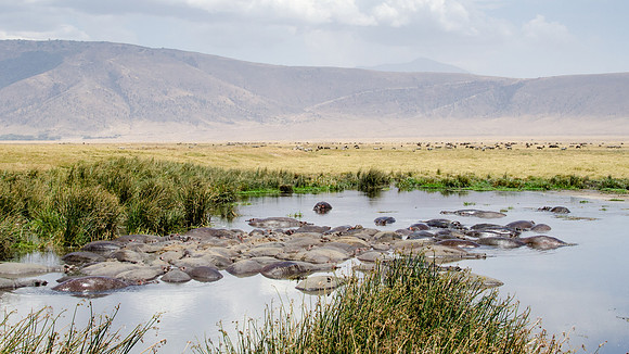 Hippo Pool