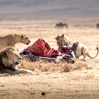 Lions with Hippo Carcass -2