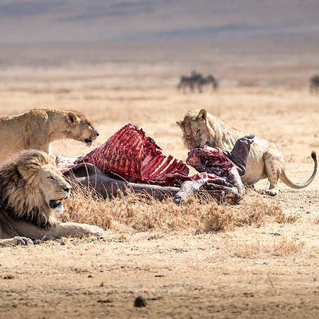Lions with Hippo Carcass -2