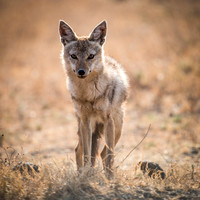 Jackal -2