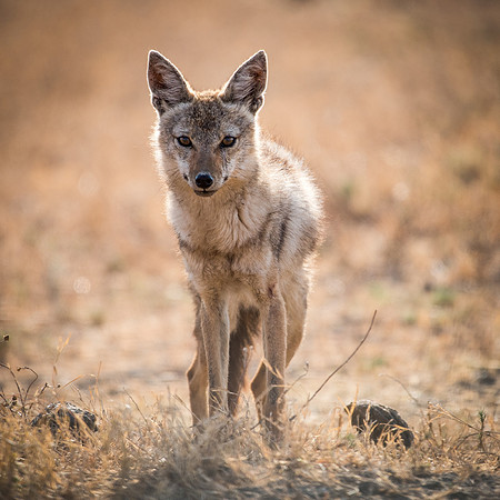 Jackal -2