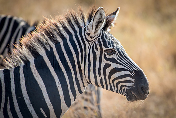 Plains Zebra -1