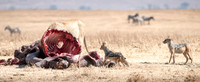 Jackals Stealing from Lion Kill