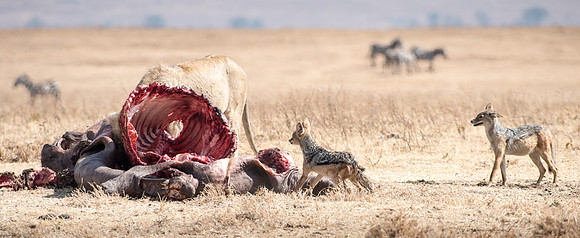 Jackals Stealing from Lion Kill