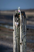 Sussex-42