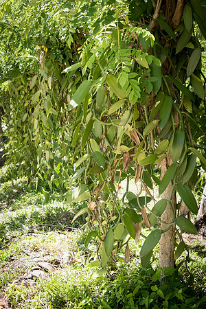 La Union Estate Vanilla Crop