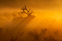 Bushy-3