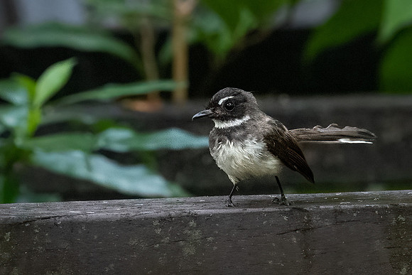 Malaysian Pied Fantail