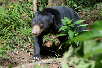 Sun Bear -2
