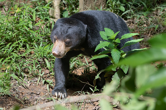 Sun Bear -2