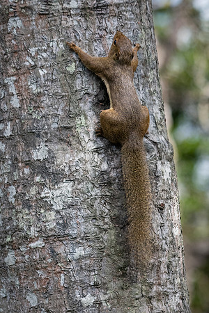 Plantain Squirrel -1
