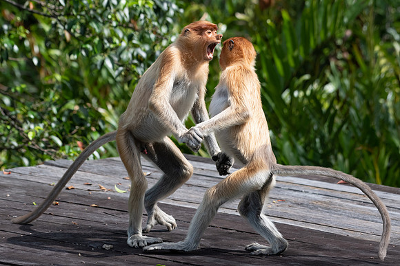 Proboscis Monkeys Fighting -2