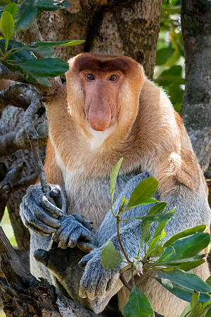 Proboscis Monkey -2