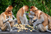 Proboscis Monkey Feeding Station -2