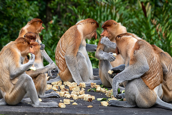Proboscis Monkey Feeding Station -2