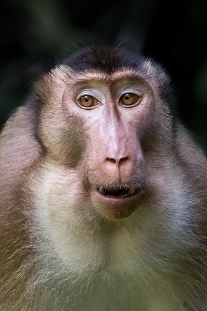 Pig-tailed Macaque