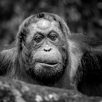 Orangutan Rehabilitation -6
