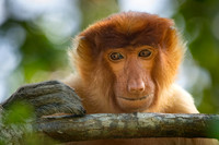Proboscis Monkey -1