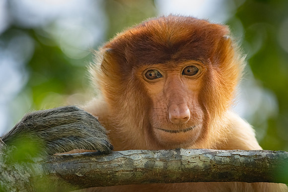 Proboscis Monkey -1