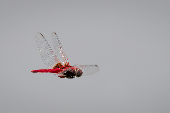 Rufus Marsh Glider -2