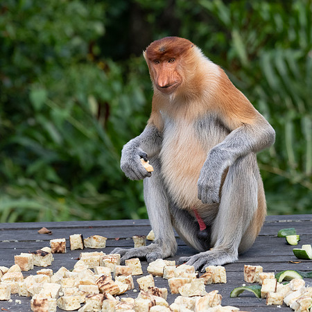 Proboscis Monkey Feeding Station -1