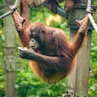 Orangutan Rehabilitation