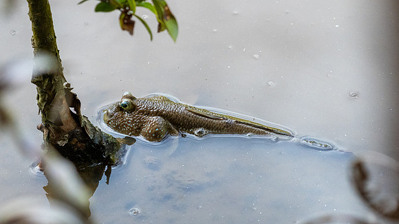 Mud Skipper