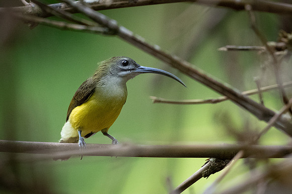 Little Spiderhunter