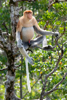 Proboscis Monkey -5