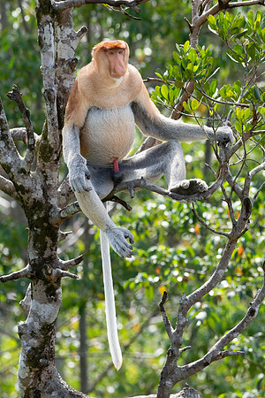 Proboscis Monkey -5